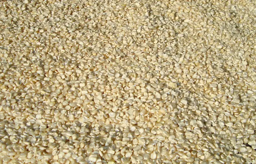 Pakistani natural white sesame seeds